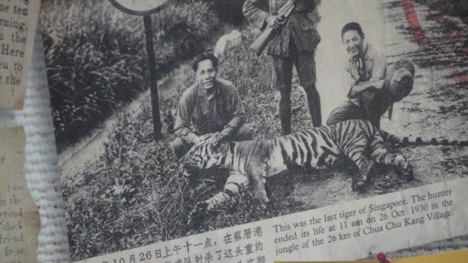 The last tiger in Singapore...