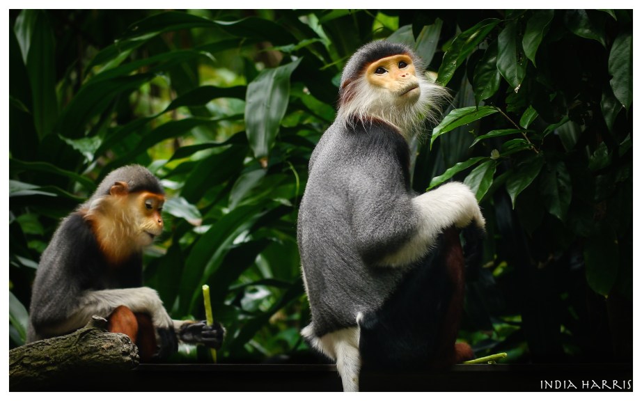 douc langur