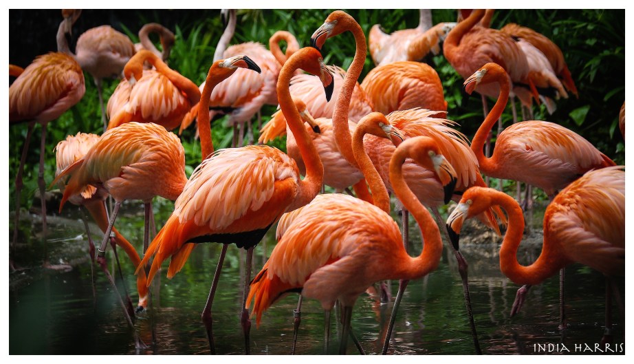Flamingoes at Juron Bird Park