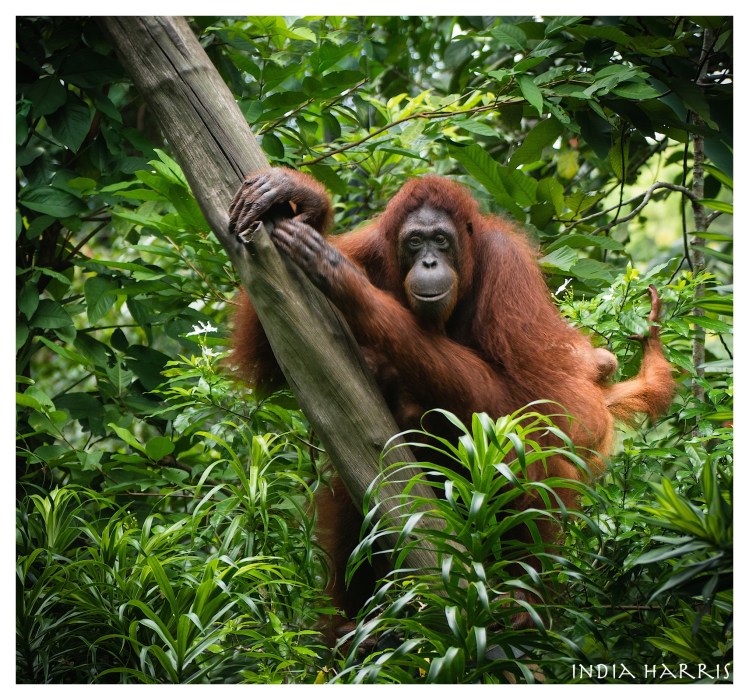 Singapore Zoo's Breakfast with Wildlife Programme