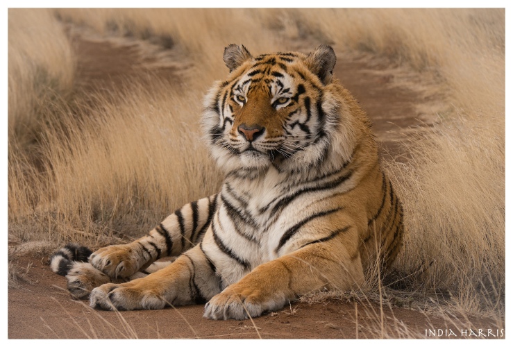Sariska, a male tiger.