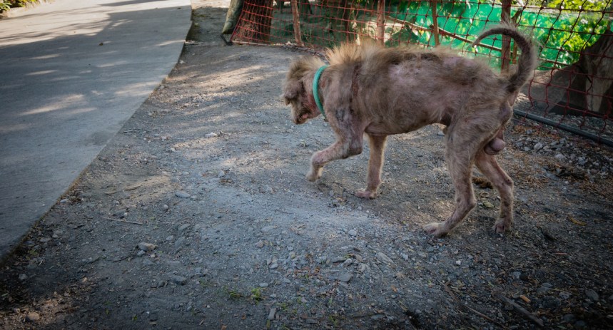 Hopefully, Private Ryan will grow back his fur.