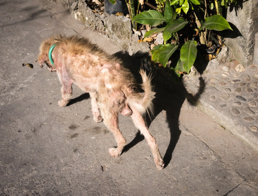 Private Ryan now has a small belly, but his skin is still really bad...