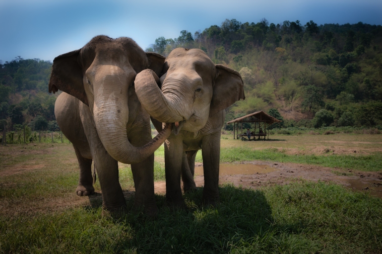 Spending a day with elephants without riding them. Ecotourism.